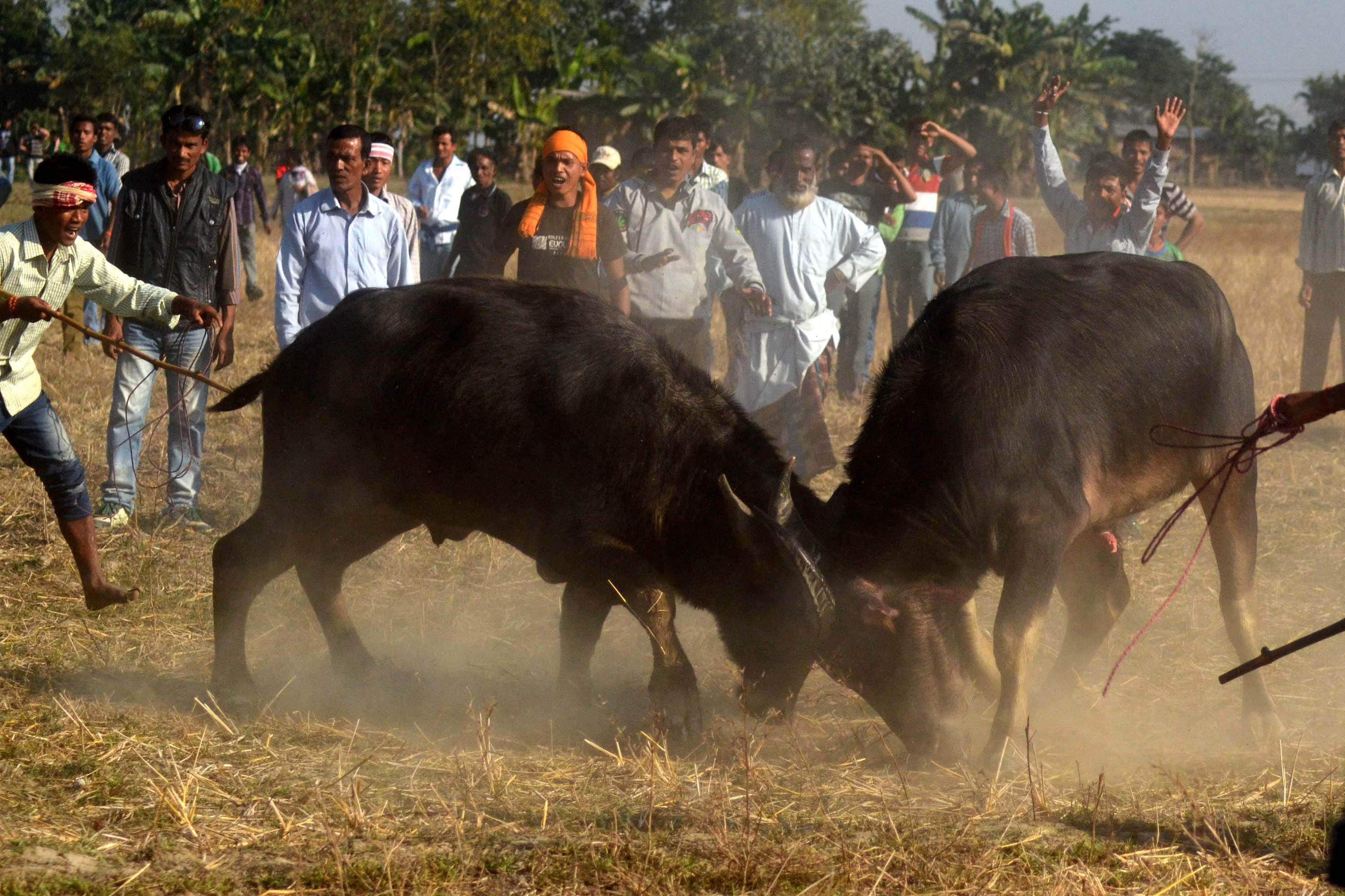 buffalo fight (3)