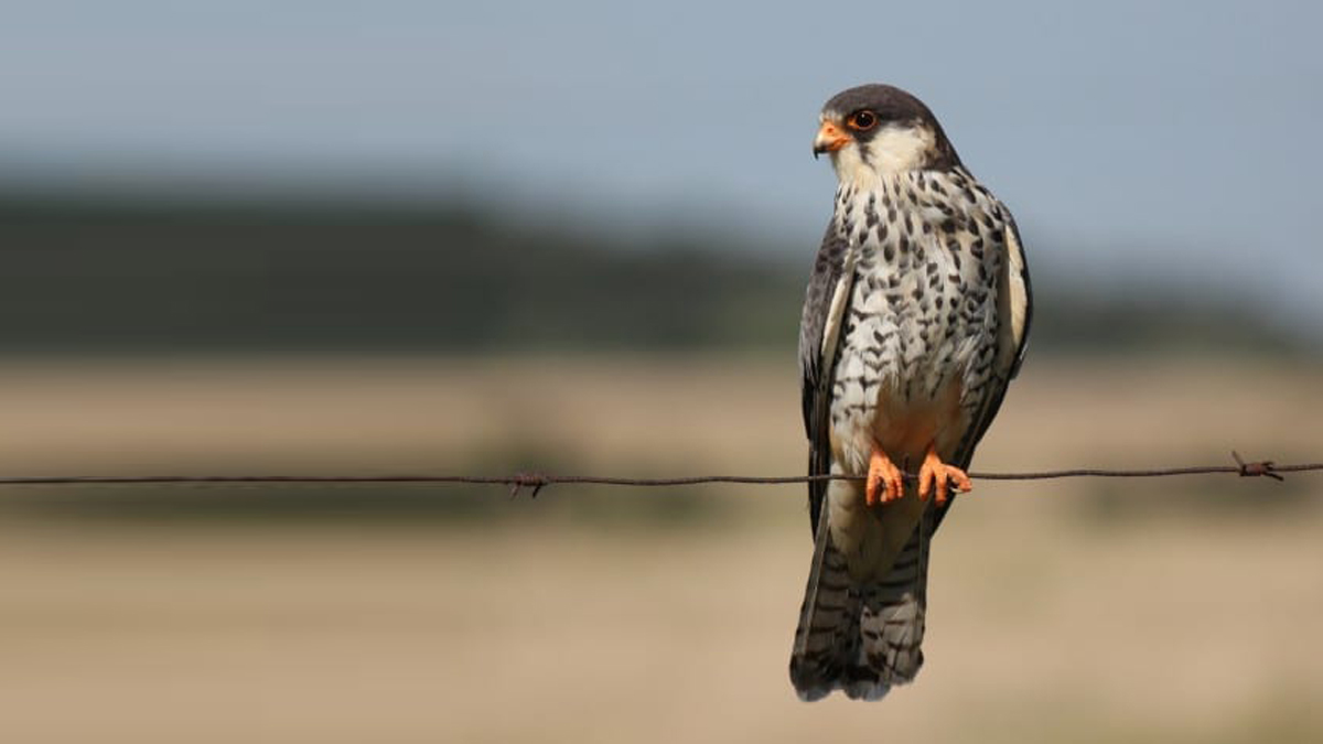 Amur falcons