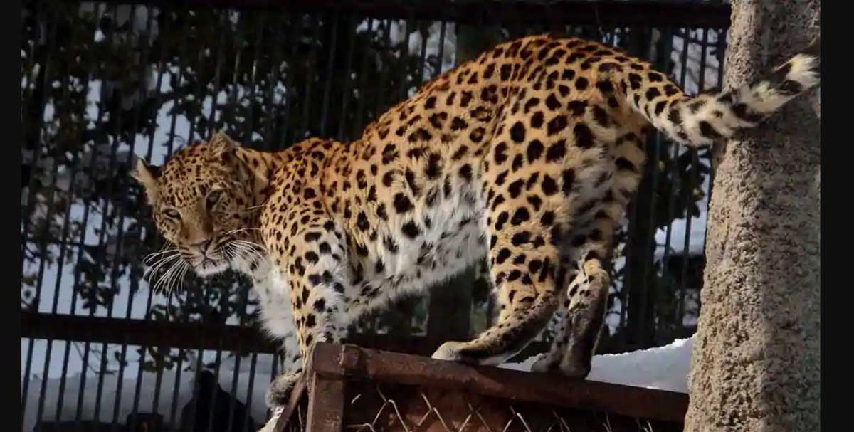 Leopard caged in Nagaland