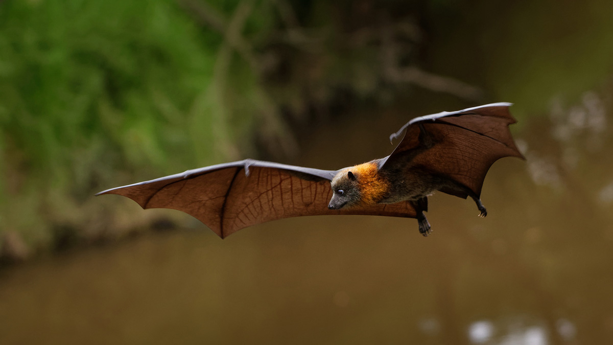 Fungal species discovered in bat carcass