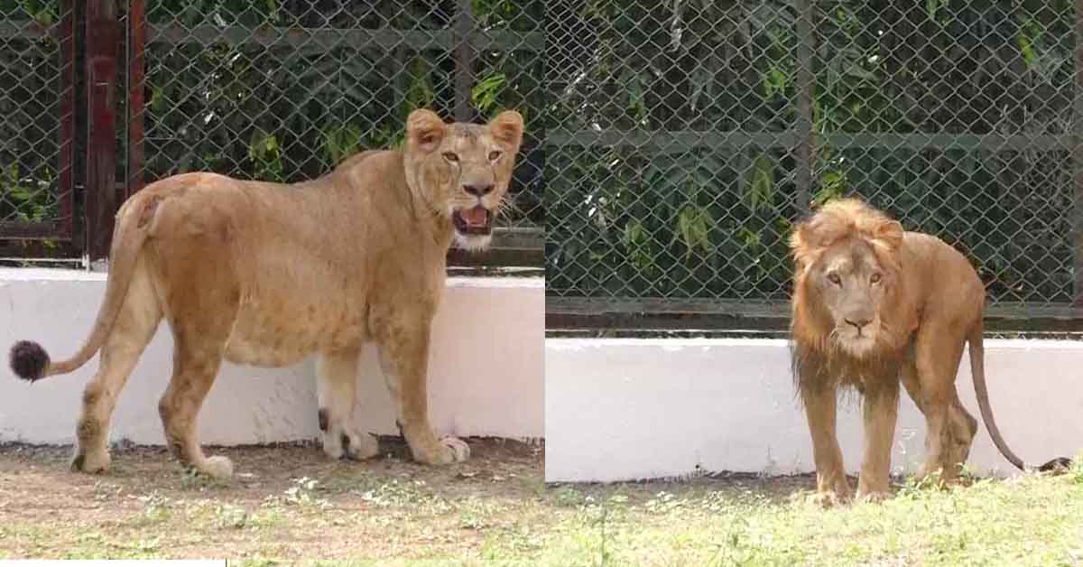 Asiatic lions