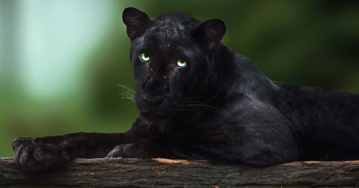 Awesome photography of Black Panther