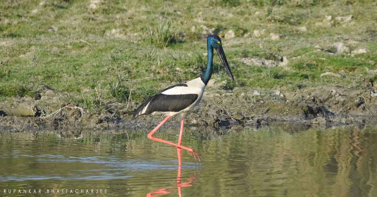 Photography of stork
