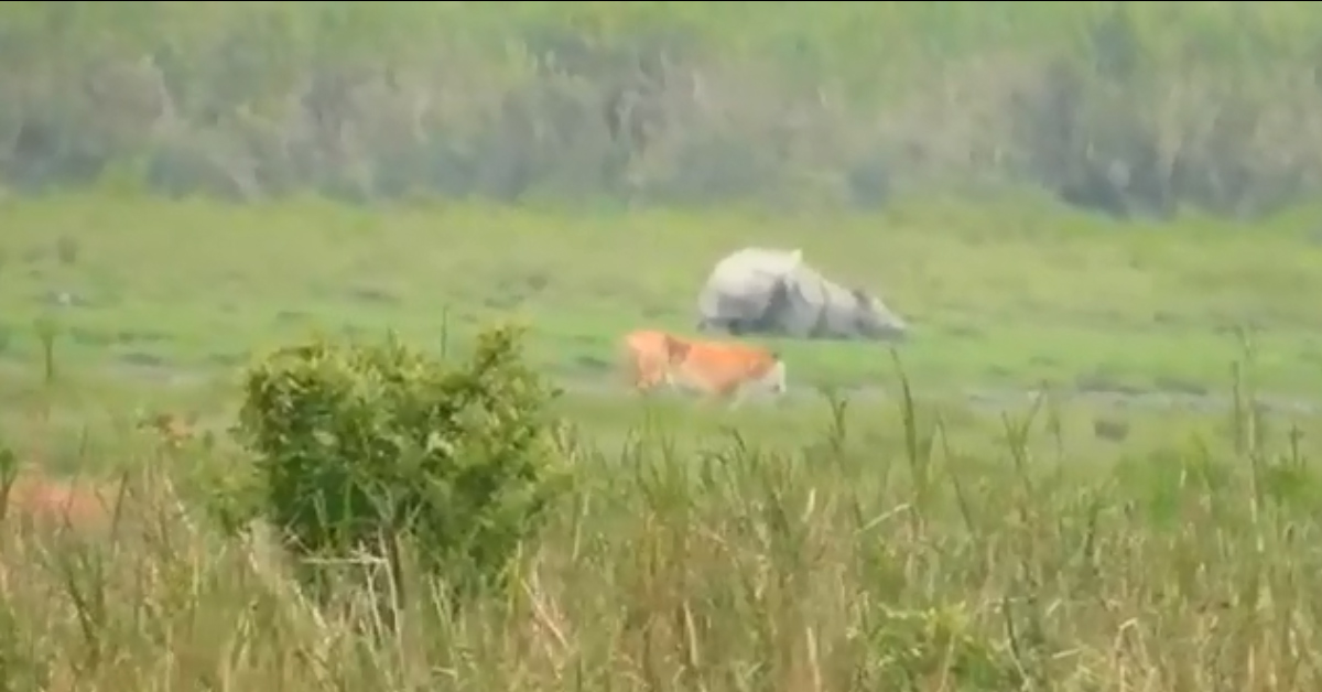 Gol;den Tiger Spotted In Kaziranga