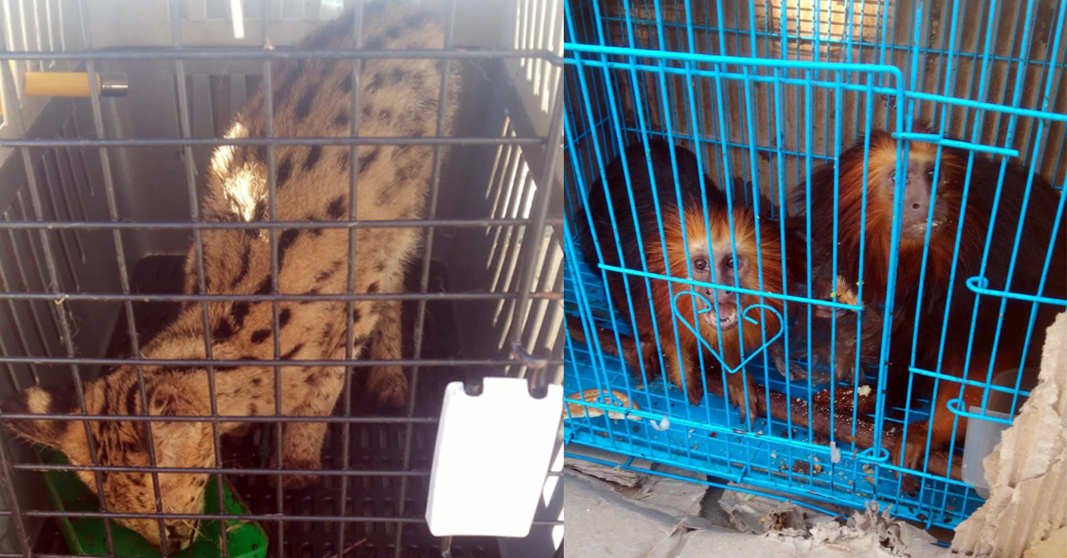 Wild animals rescued in Mizoram