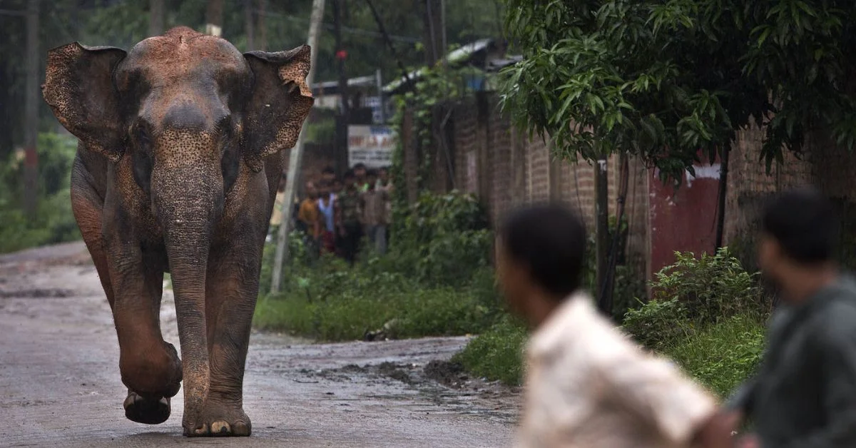 Human-Elephant Conflict rising in Assam