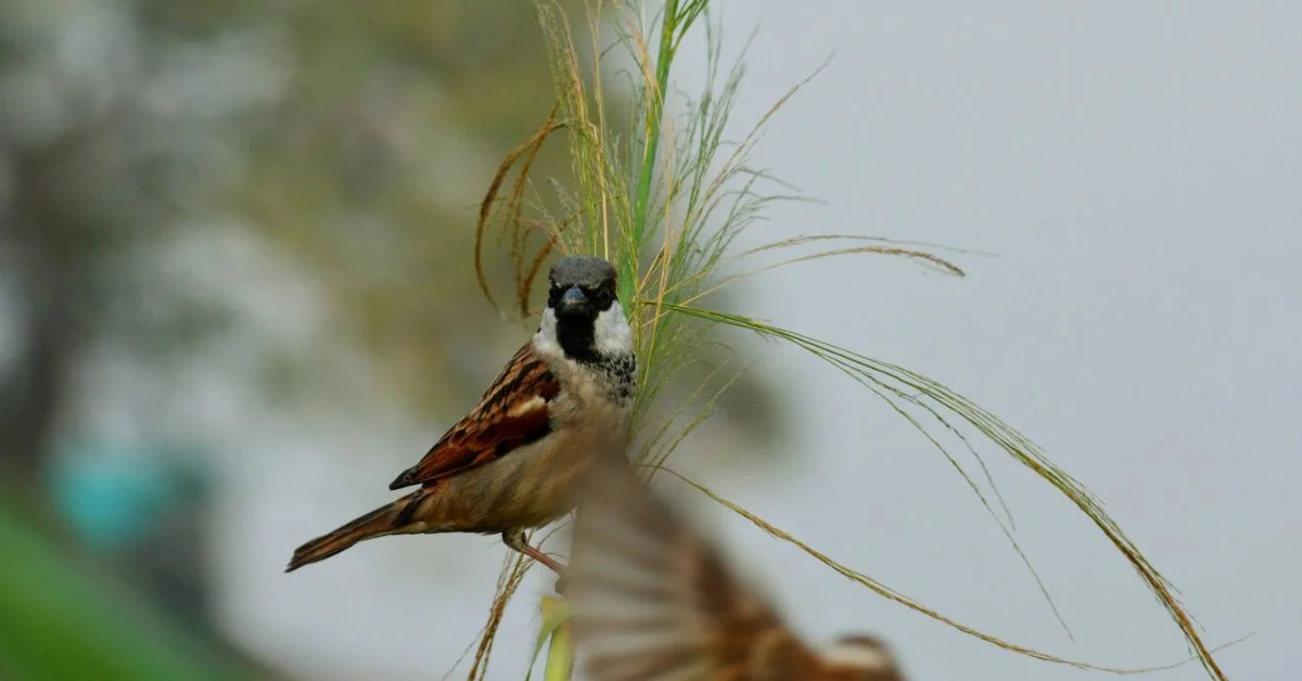 An image of a sparrow