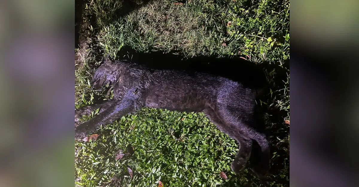 Black Panther carcass found