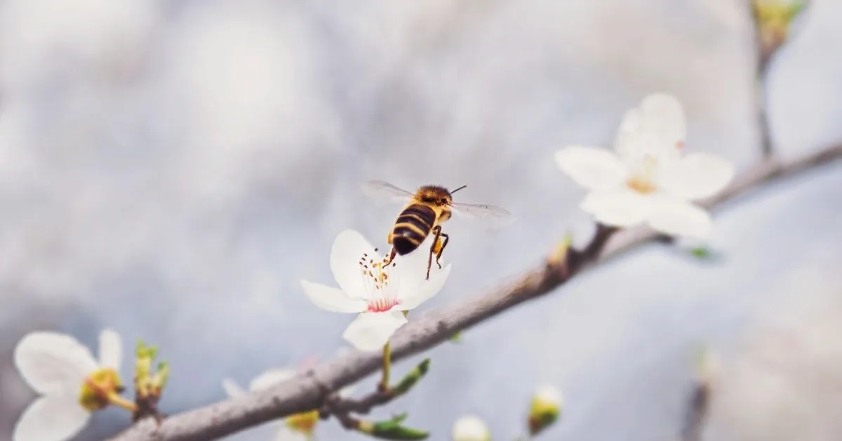 Honeybee population