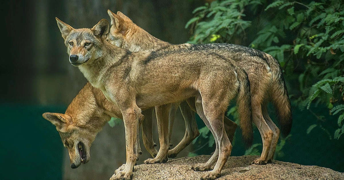 Wolf killed in Uttar Pradesh