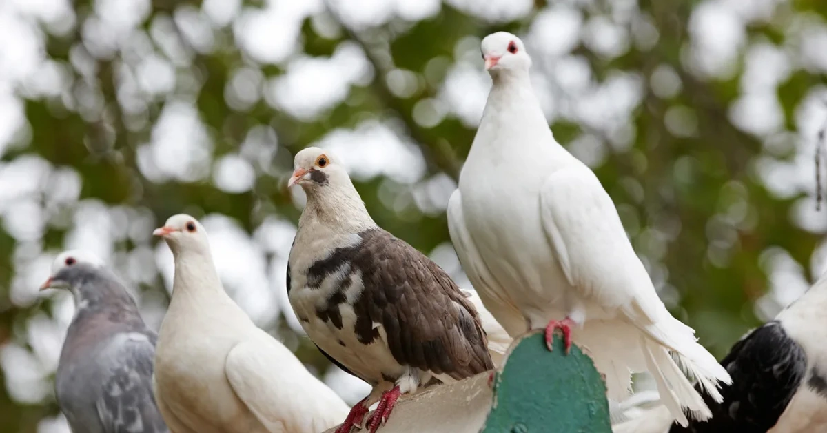 Pigeon theft reported in Uttar Pradesh