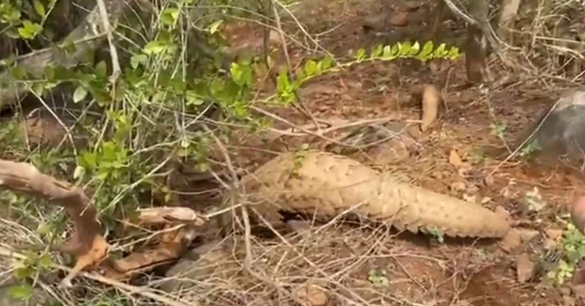 Two pangolins rescued in Chennai