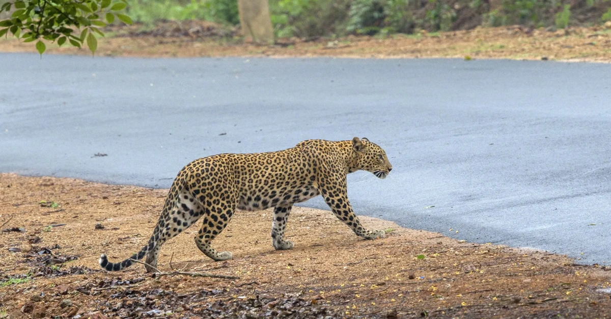 Pune International Airport Grapples With Wildlife Infiltration Despite Extensive Rescue Efforts