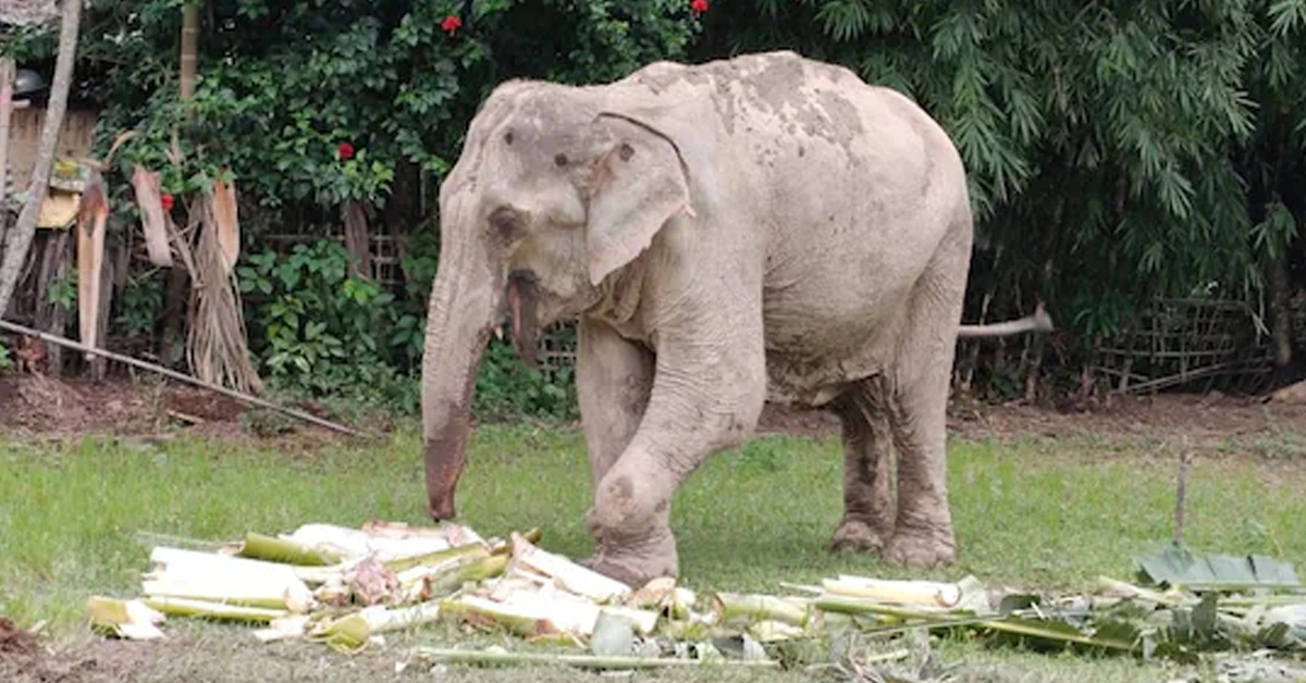 Injured elephant Maniki