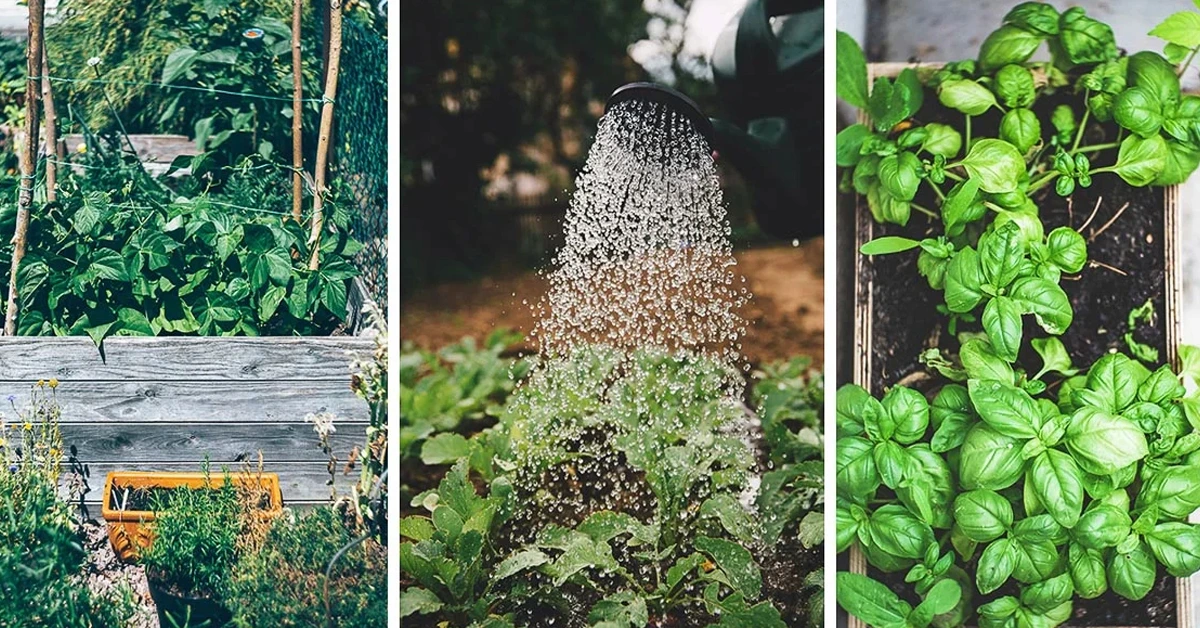 Pandemic Gardening