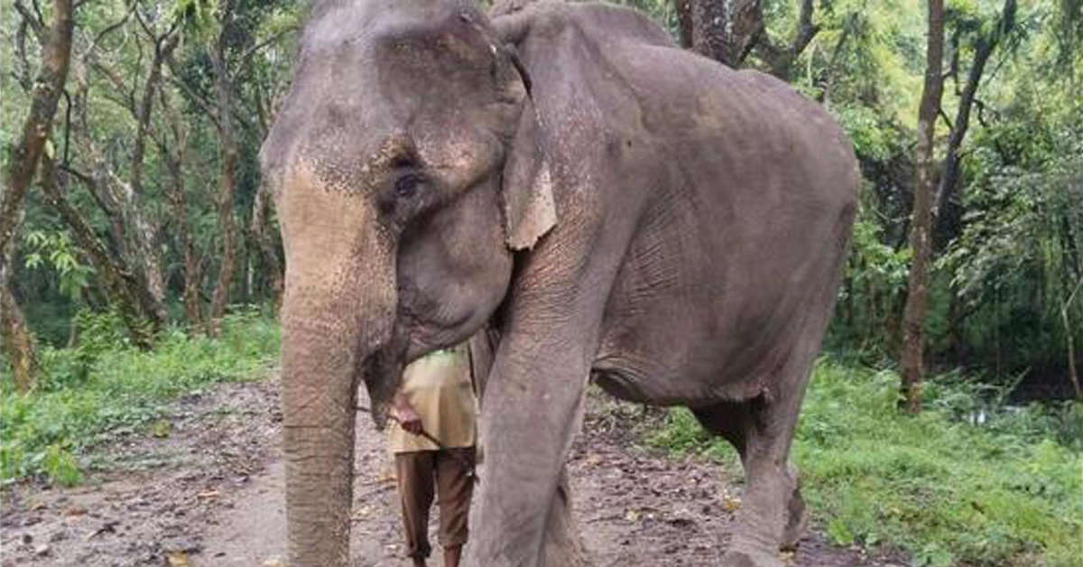 Oldest Kaziranga Elephant Mohanmala Dead
