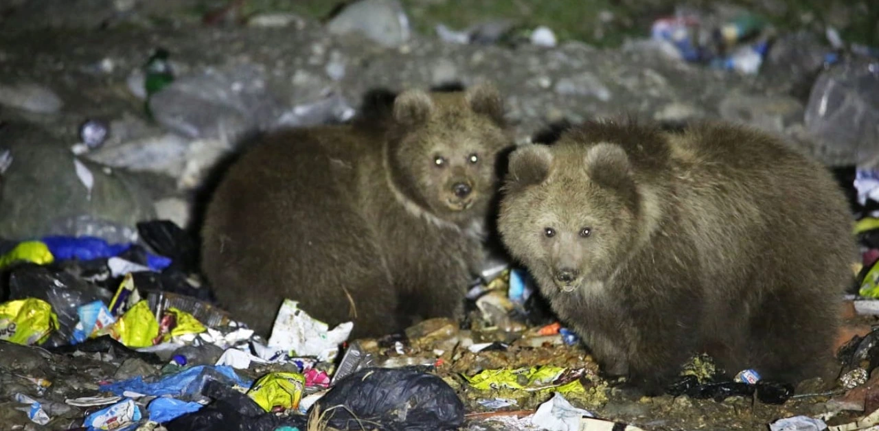 Bears of Joshimath visits garbage site for hibernation