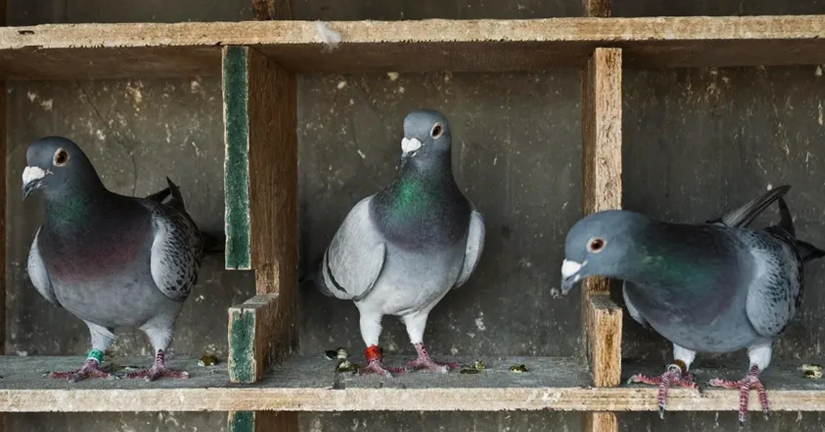 Pigeon service of Odisha Police