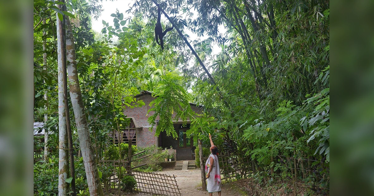 Barekuri Village In Assam In Harmony With Hoolock Gibbons