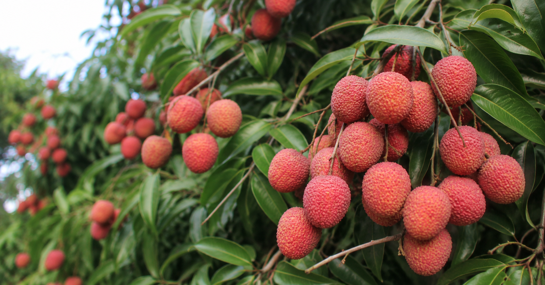Which city of India is called as the litchi capital of the world