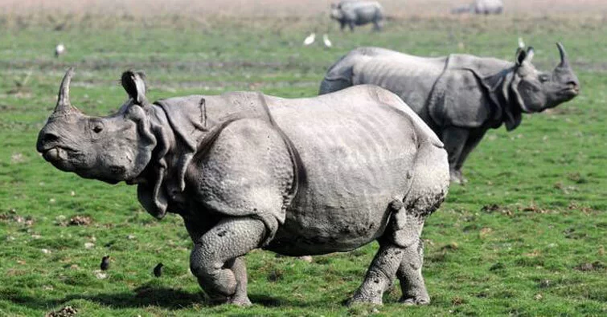 Assam Rhinos Poaching Decreased