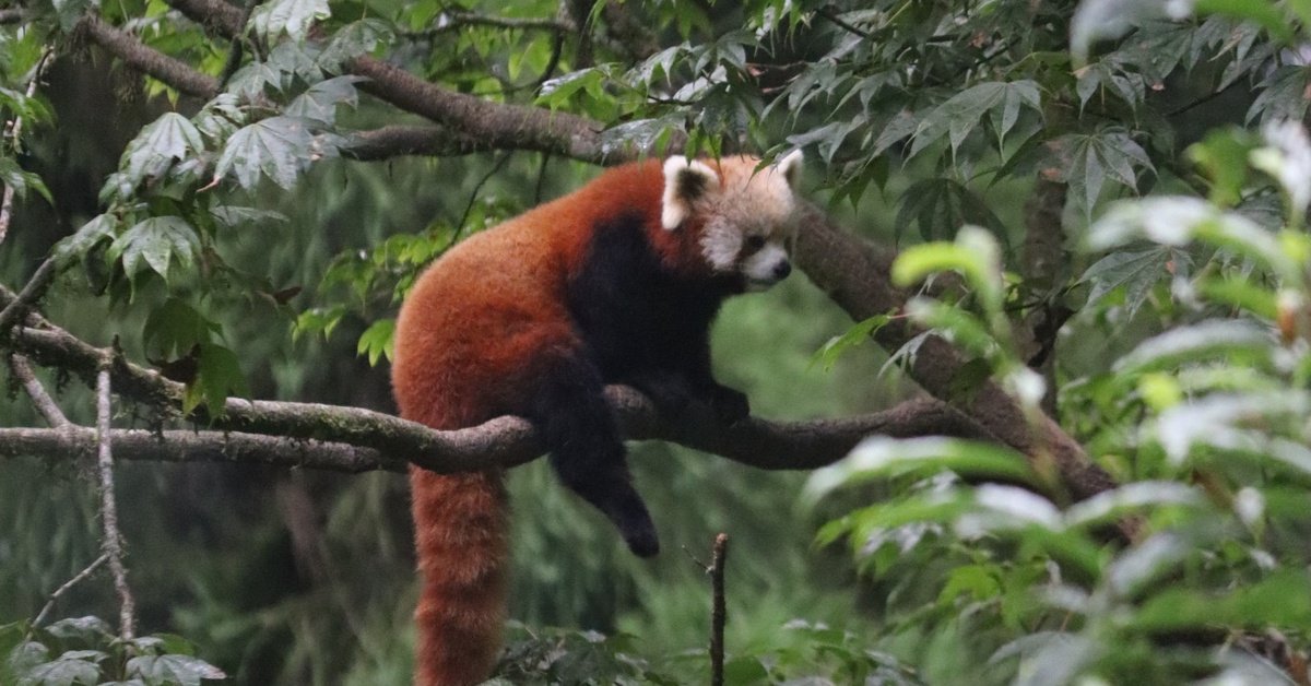Red Panda Cubs In Sikkim